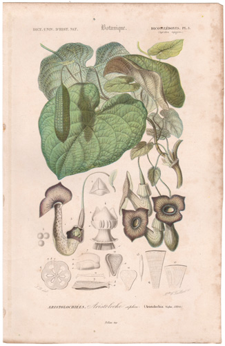 Dutchman's Pipe